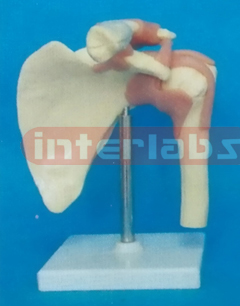 SHOULDER JOINT-FUNCTIONAL MODEL